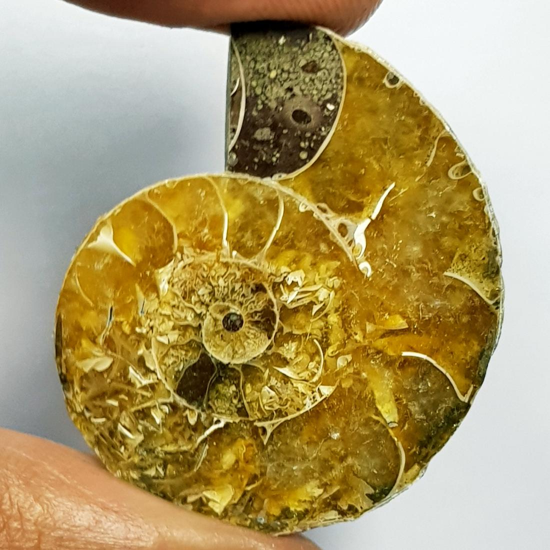 49.25 ct Natural Ammonite (1 of 6)