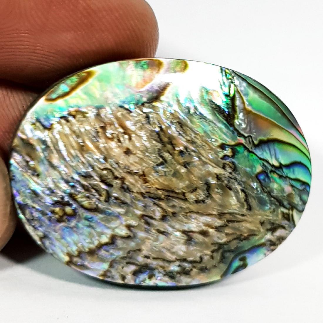 43.30 ct  Australian Abalon (1 of 6)