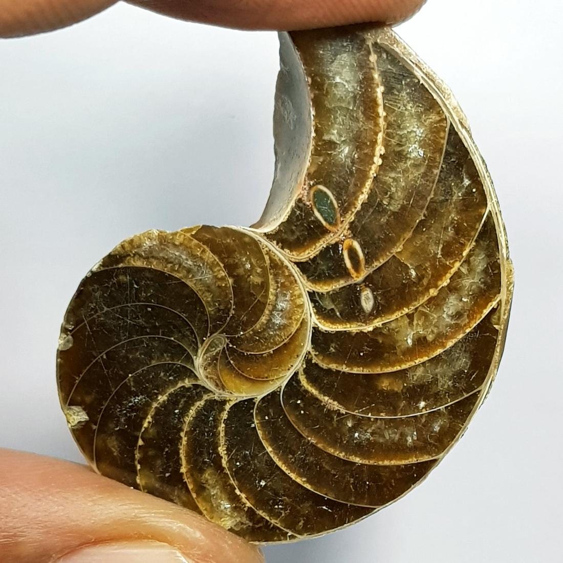 71.85 ct Natural Ammonite (1 of 6)