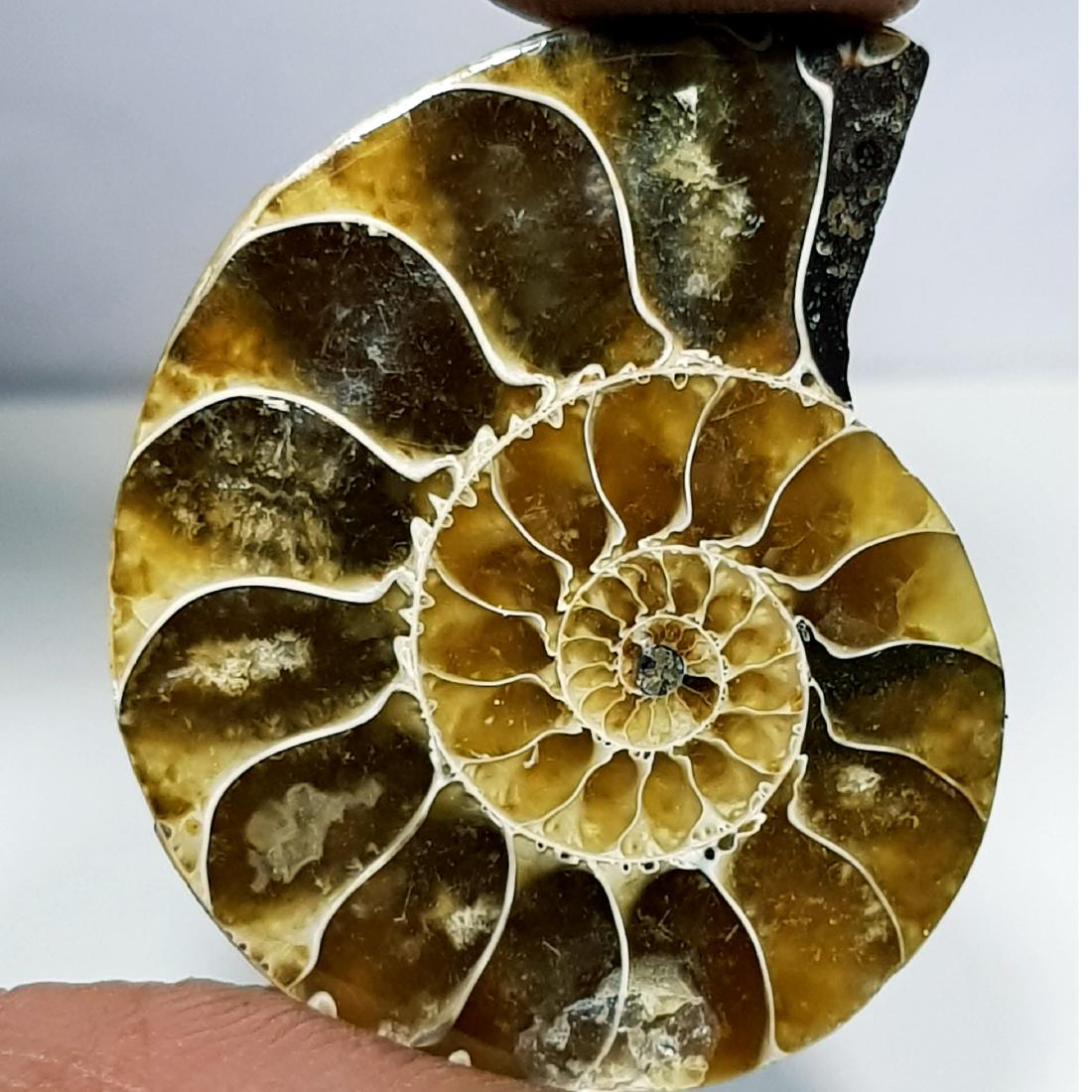 35.90 ct Natural Ammonite (1 of 5)