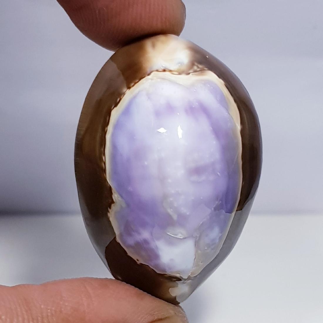 36.25 ct Natural Sea Shell (1 of 5)