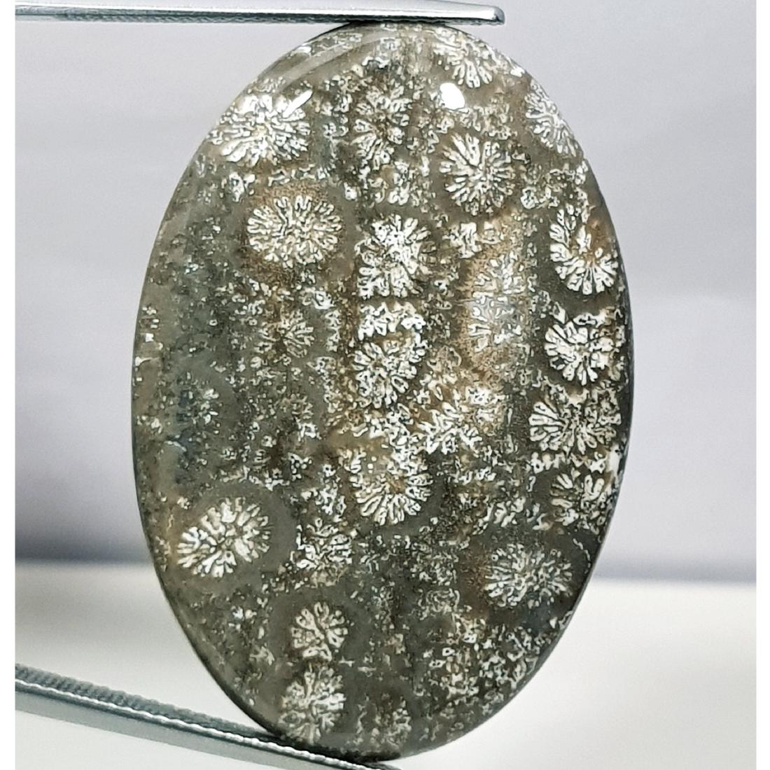 41.50 ct Natural Fossil Coral (1 of 6)