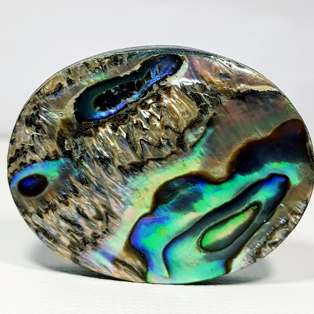 43.15 ct  Australian Abalon (1 of 6)