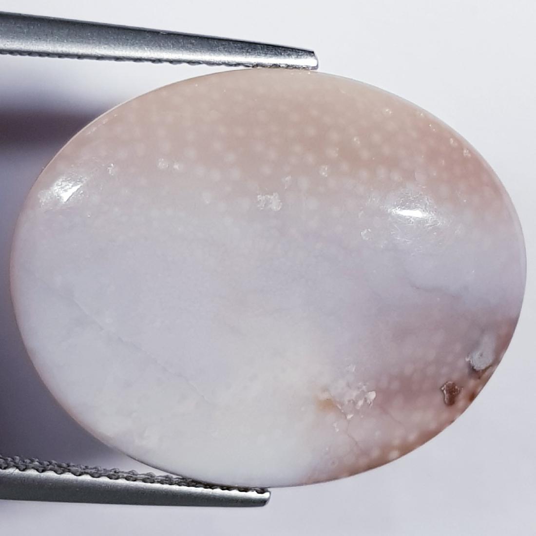 13.85 ct Dinosur Bone: Oval-Africa