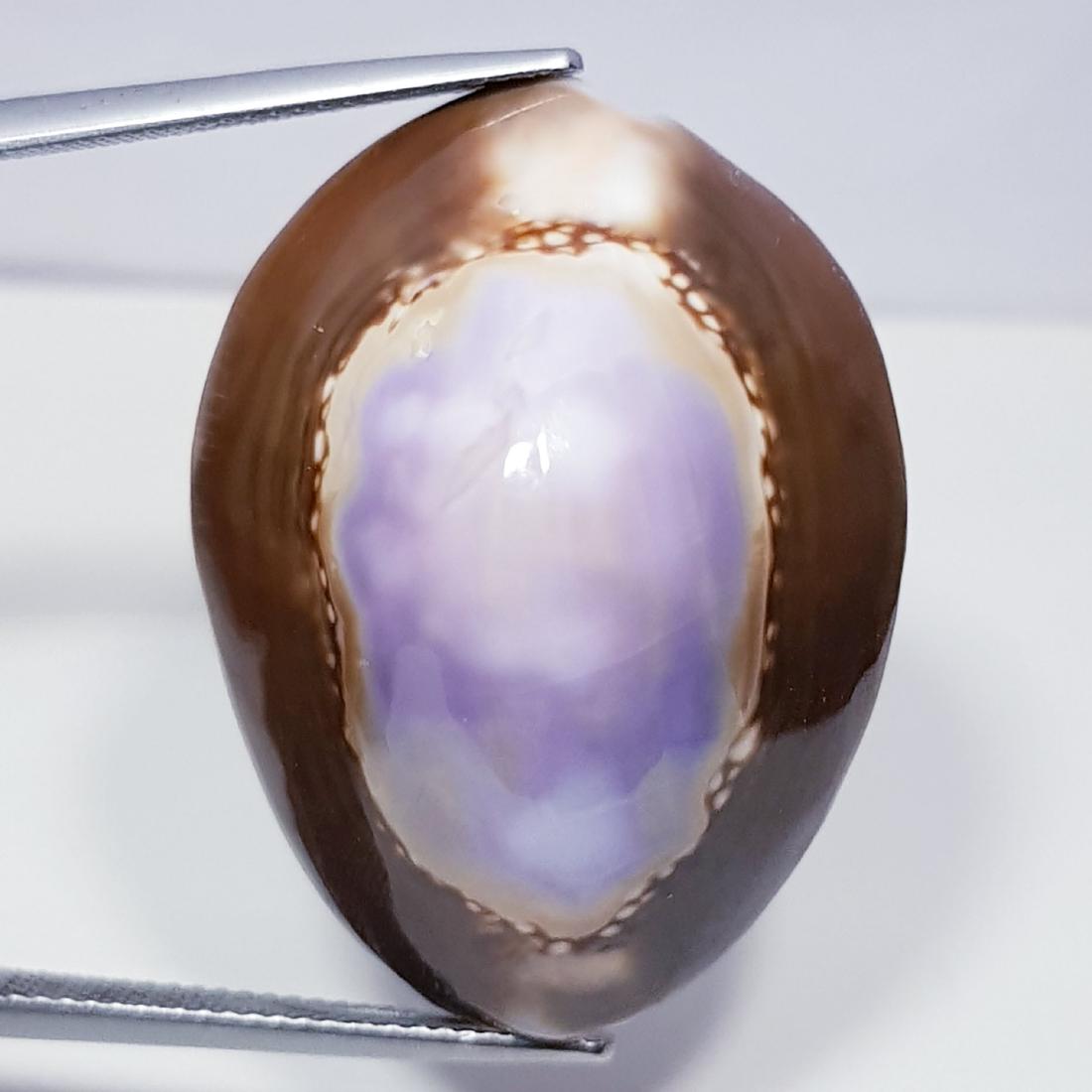 41.45 ct Natural Sea Shell (1 of 6)