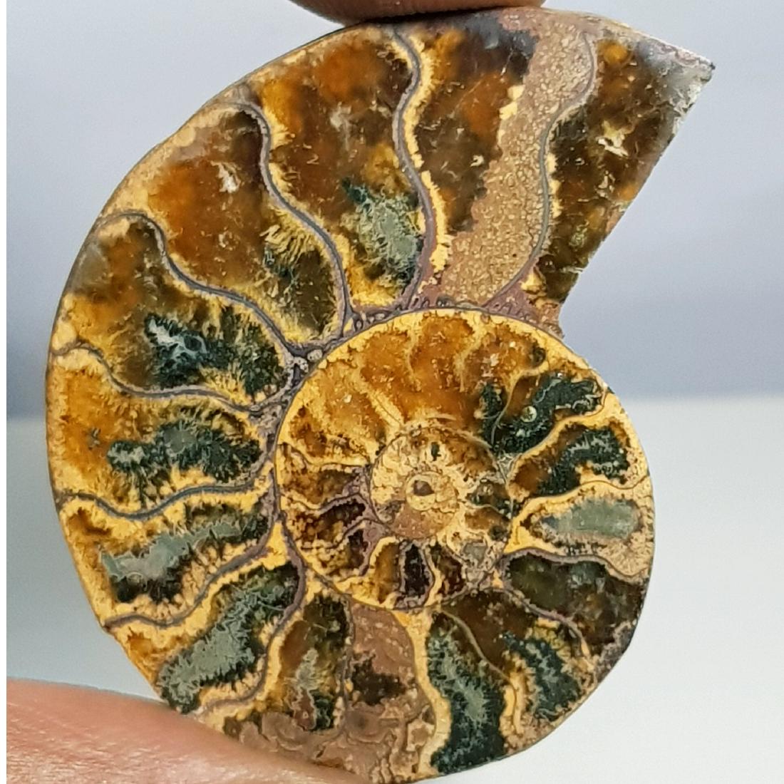 37.50 ct Natural Ammonite (1 of 6)