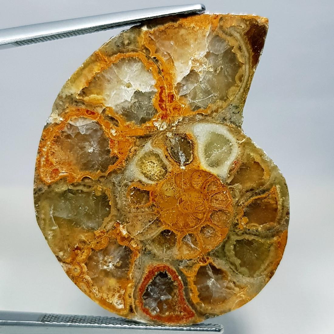 51. 55 Natural Ammonite (1 of 6)