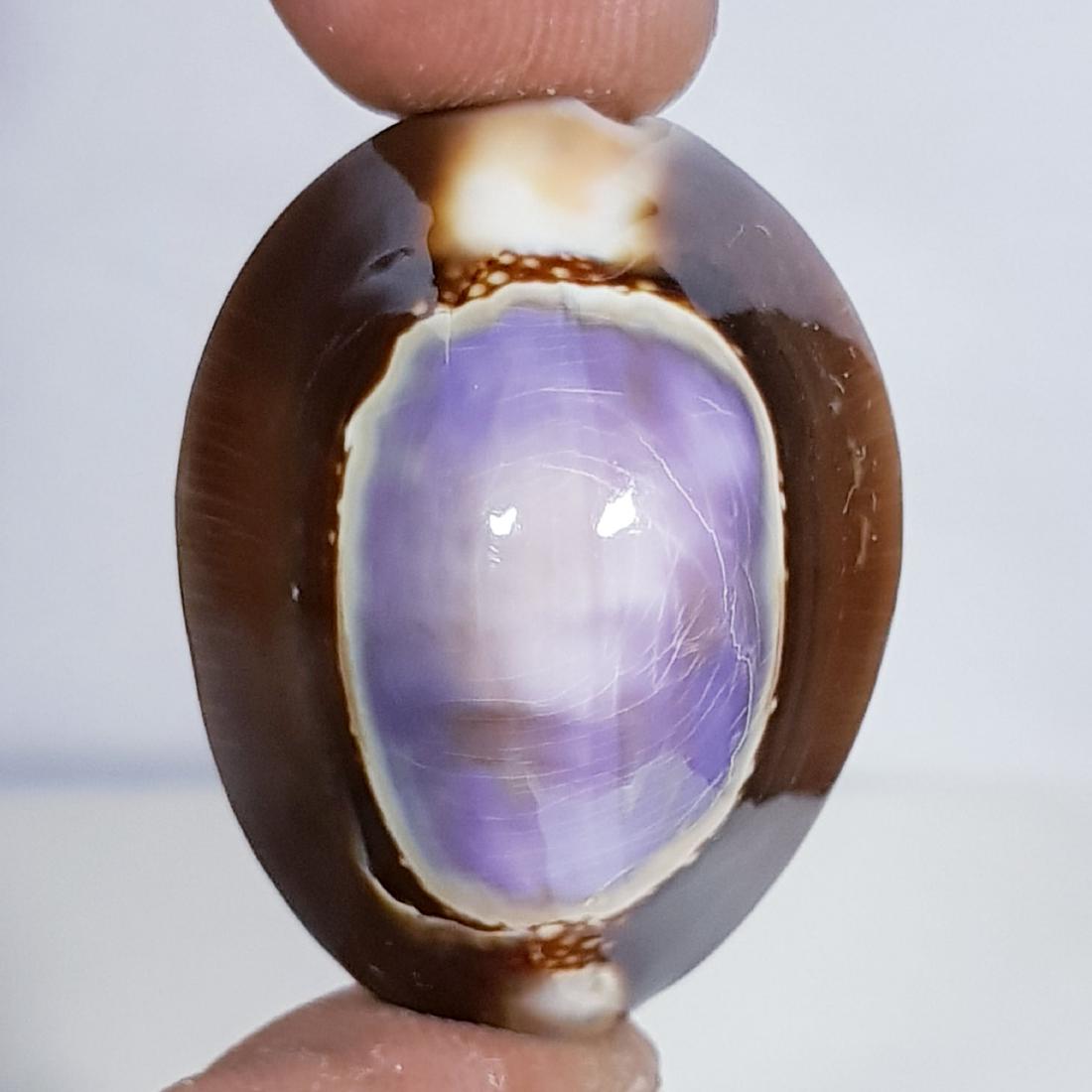 41.05 Natural Sea Shell (1 of 6)