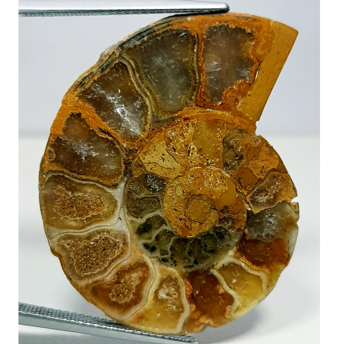 34.95 ct Natural Ammonite (1 of 5)