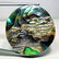 36.40 ct Australian Abalon