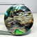 36.40 ct Australian Abalon - 2