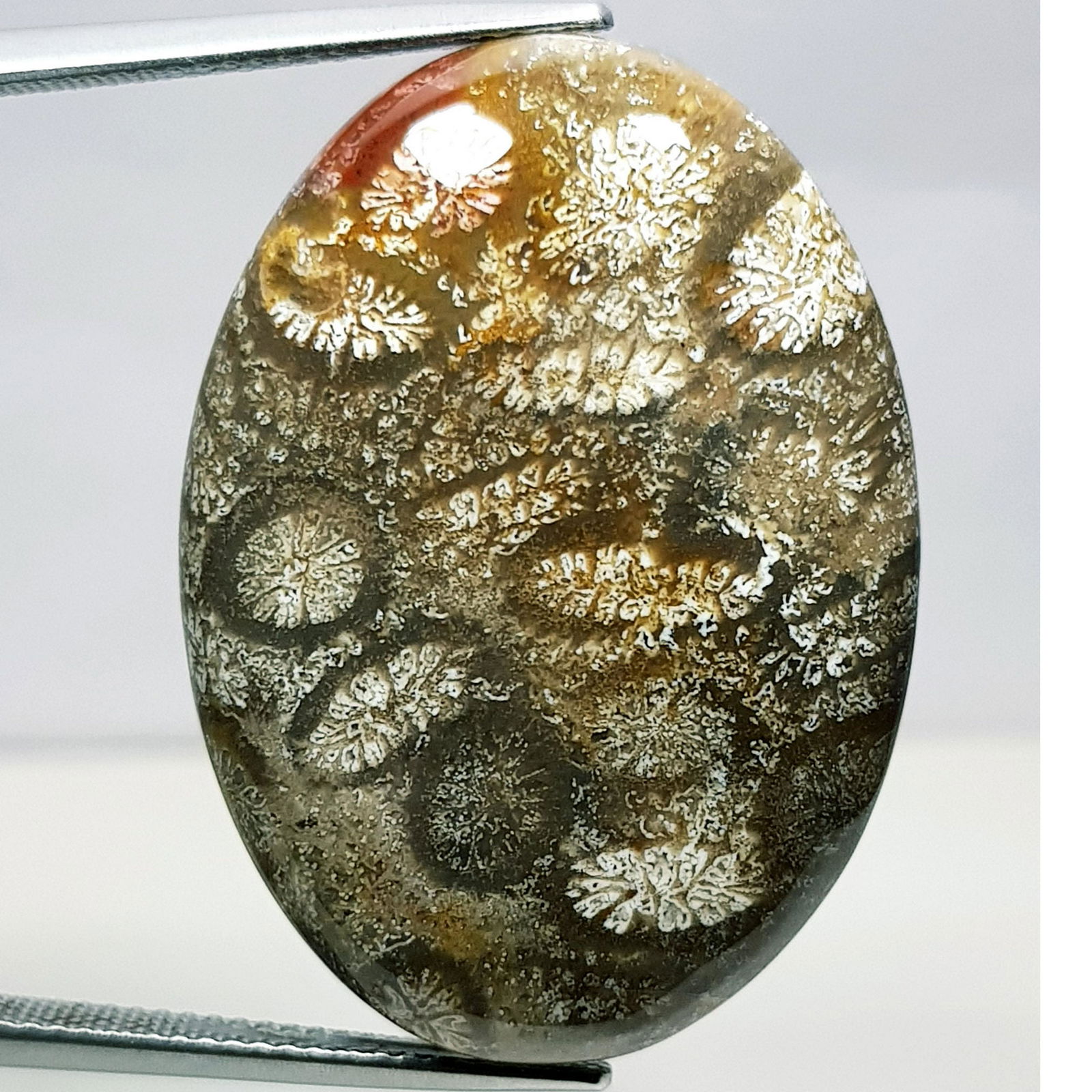 43.15 ct Natural Fossil Coral (1 of 5)