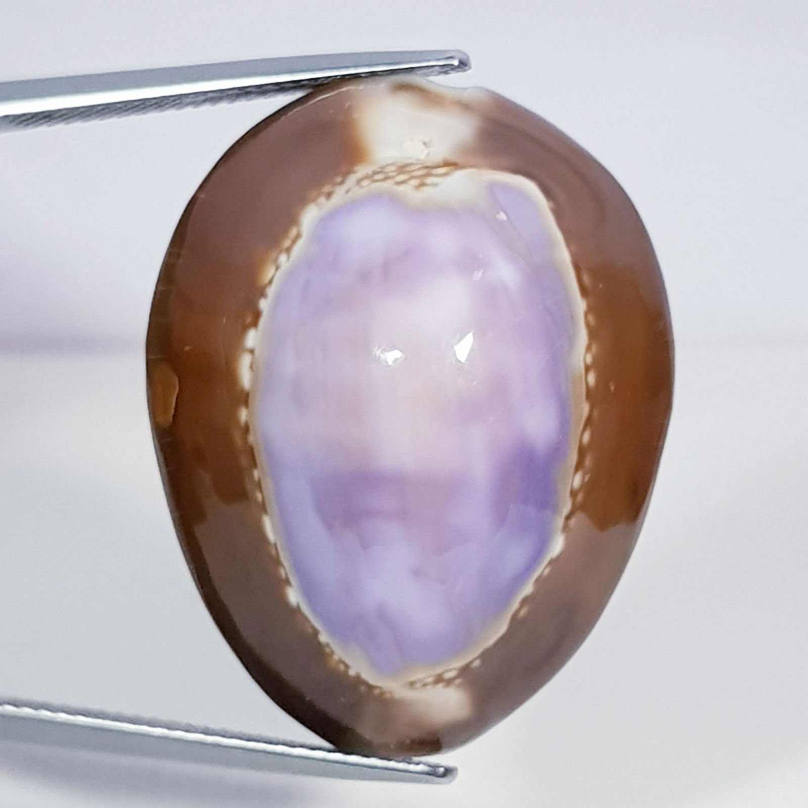 34.95 ct Natural Sea Shell (1 of 4)