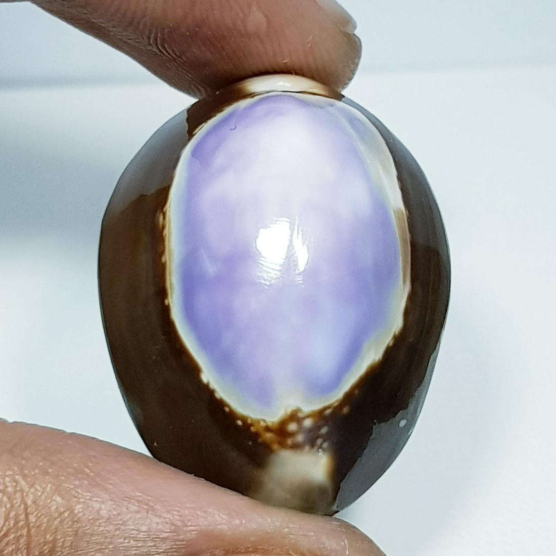 37.40 Natural Sea Shell (1 of 5)