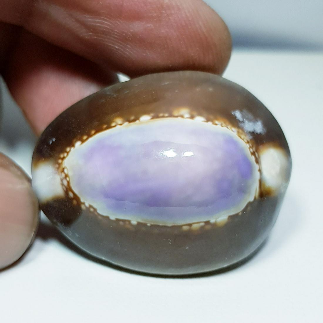 47.42 ct Natural Sea Shell (1 of 5)