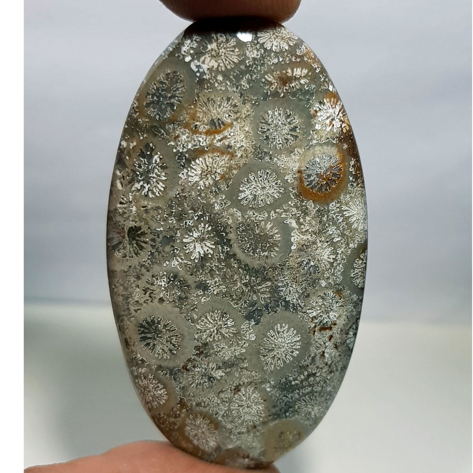 59.75 ct Natural Fossil Coral (1 of 5)