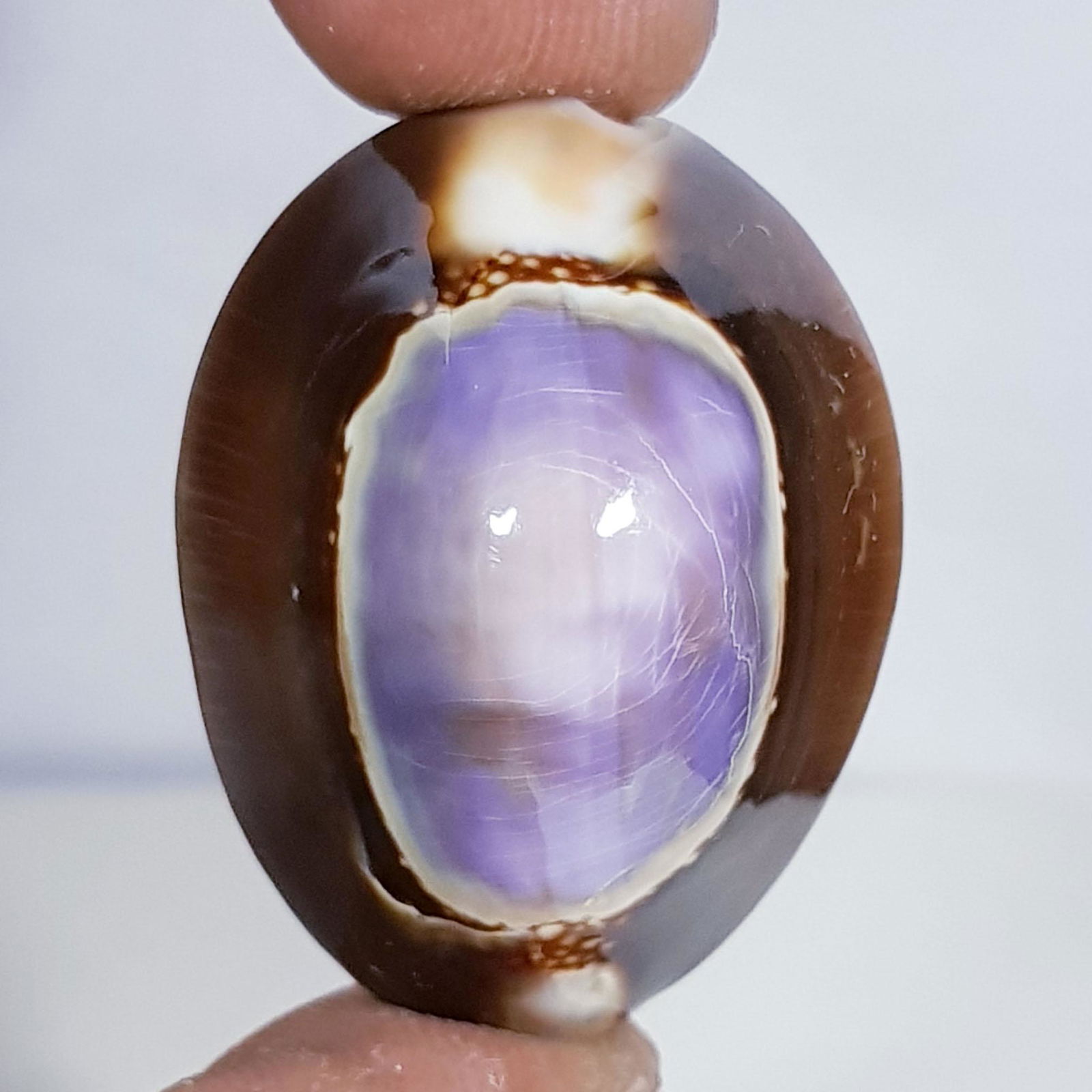 41.05 Natural Sea Shell (1 of 6)