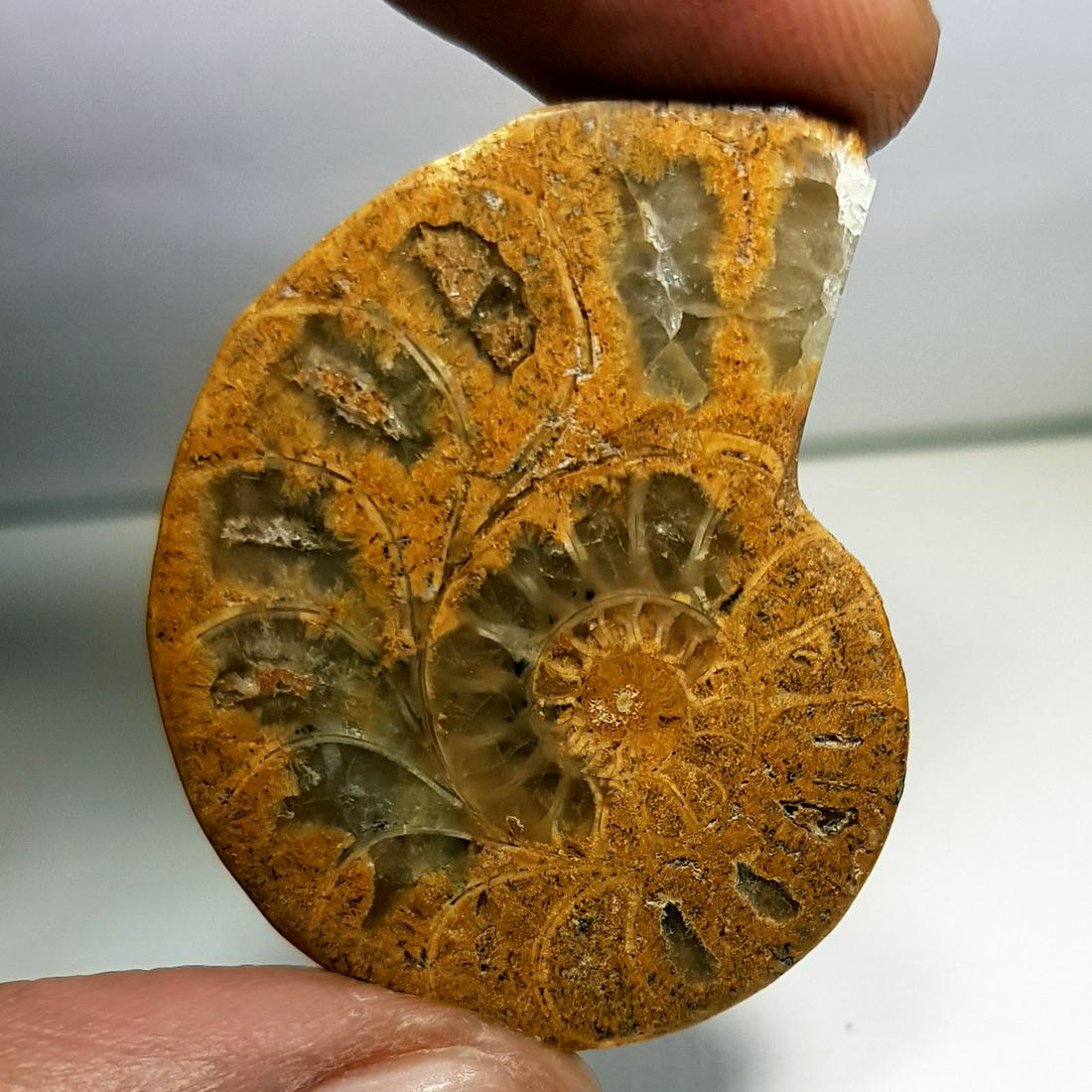 55.36 ct Natural Ammonite (1 of 6)