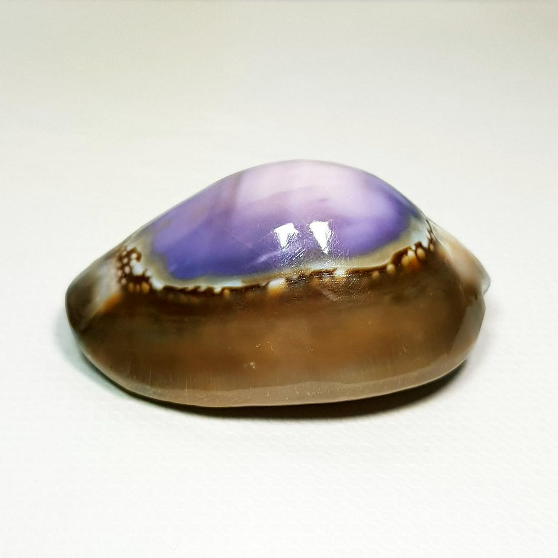 41.05 ct Natural Sea Shell (1 of 6)