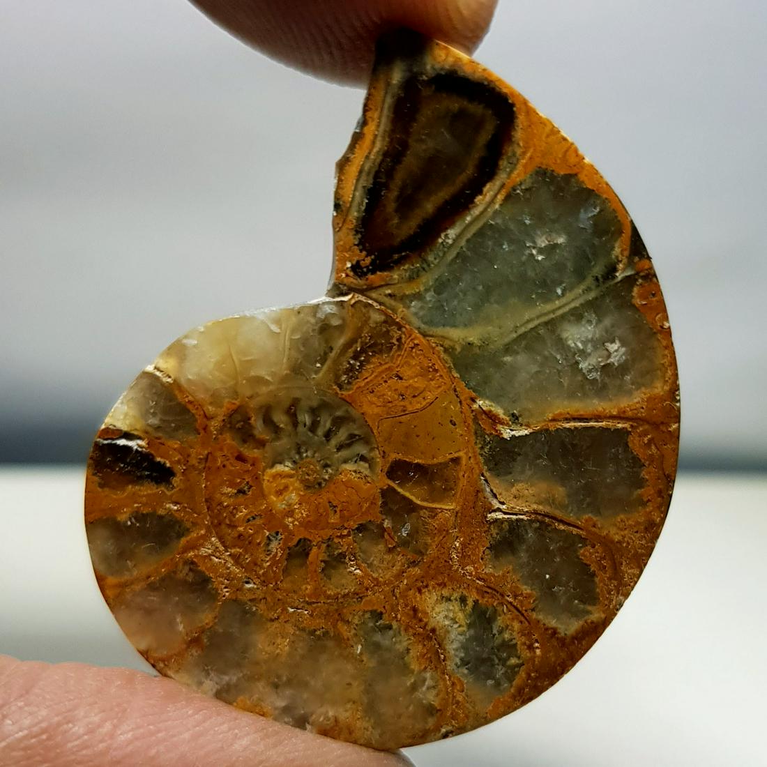 41.40 ct Natural Ammonite (1 of 5)