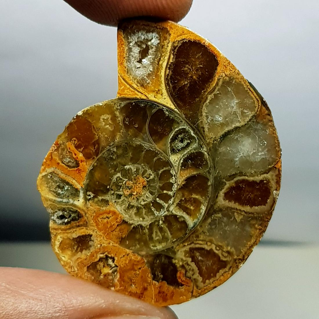 52.25 ct Natural Ammonite (1 of 6)