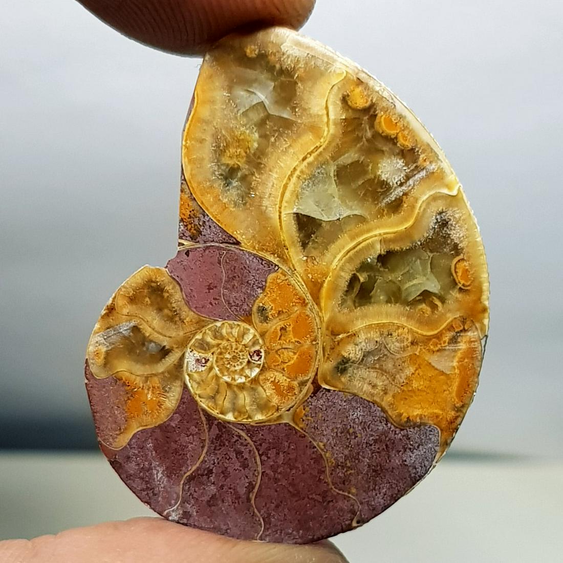 31.55 ct Natural Ammonite (1 of 6)