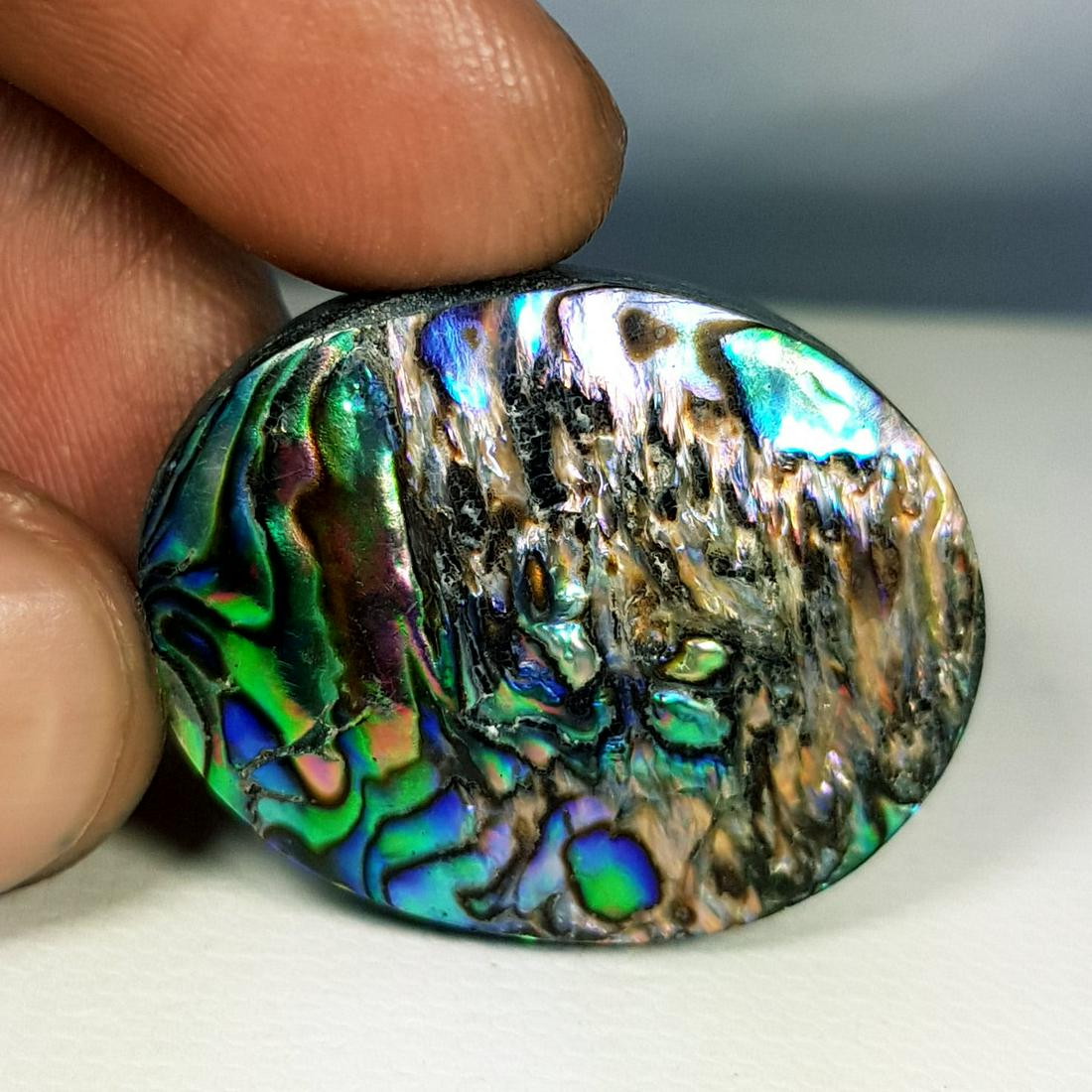 34.30 ct  Australian Abalon (1 of 6)