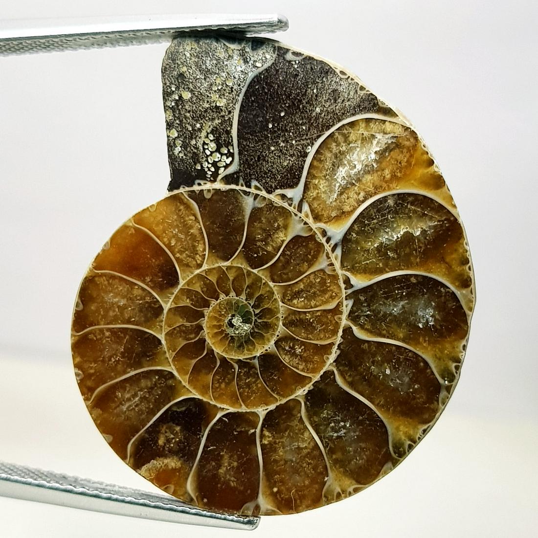 33.80 ct Natural Ammonite (1 of 5)