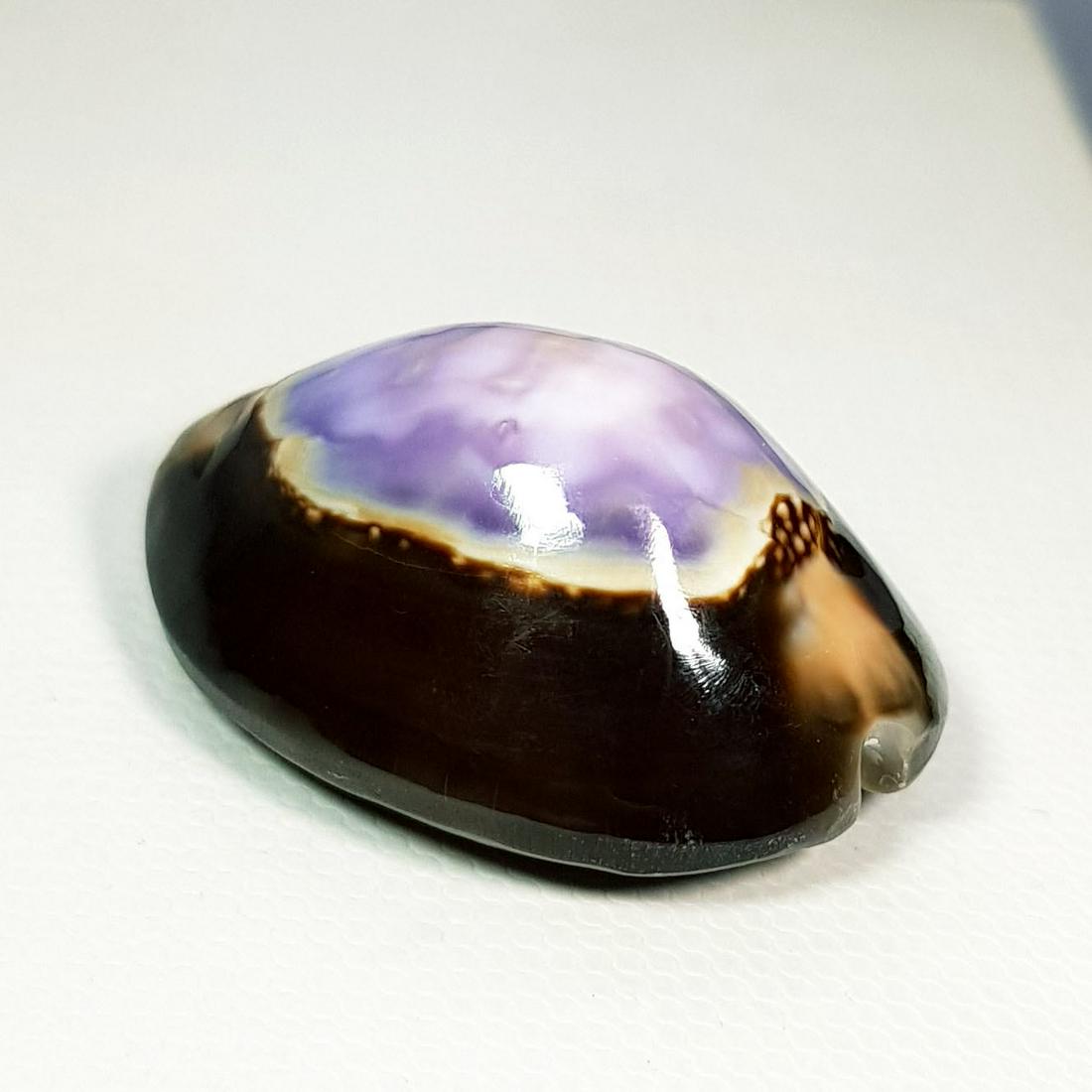 37.70 Natural Sea Shell (1 of 7)