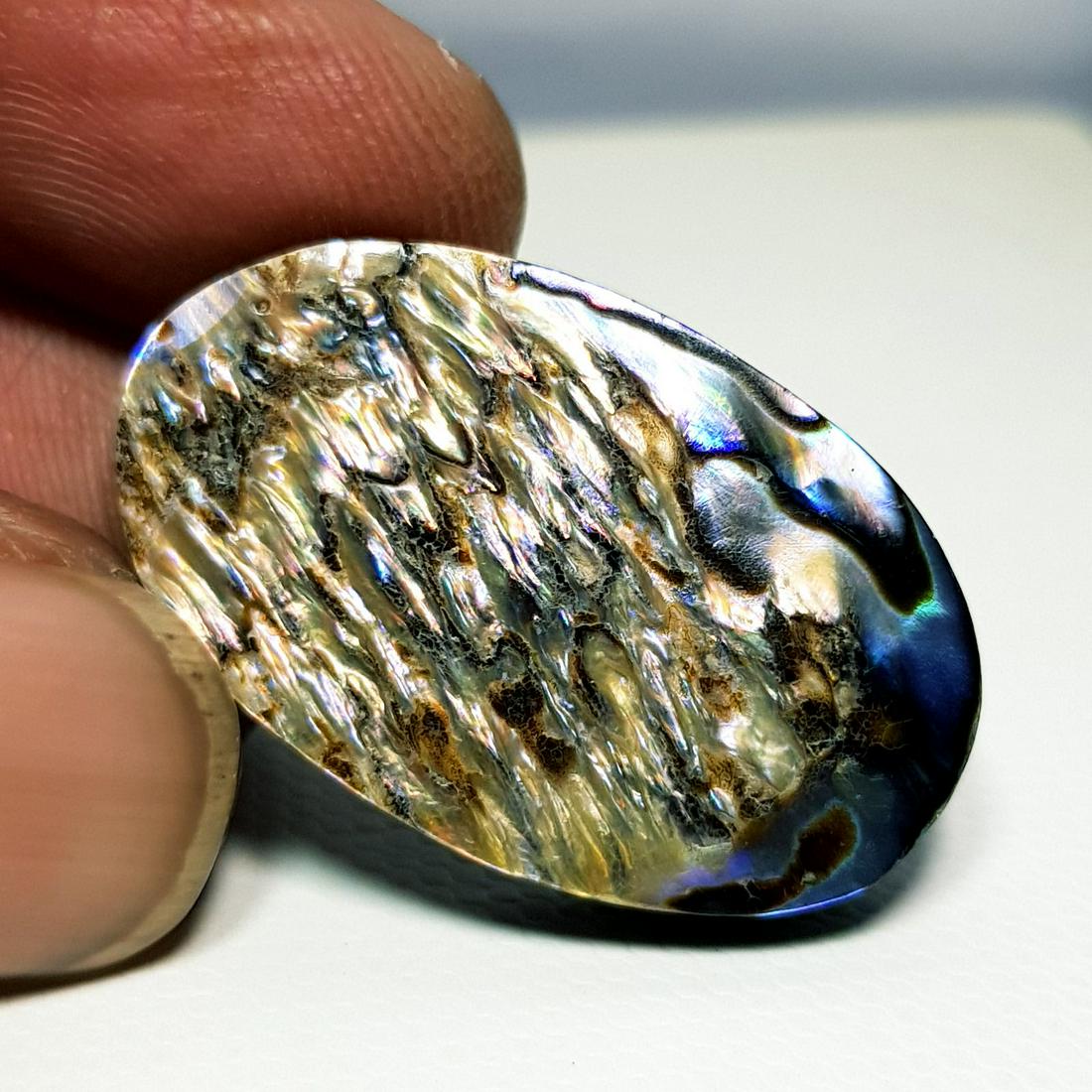 26.76 ct  Australian Abalon (1 of 5)