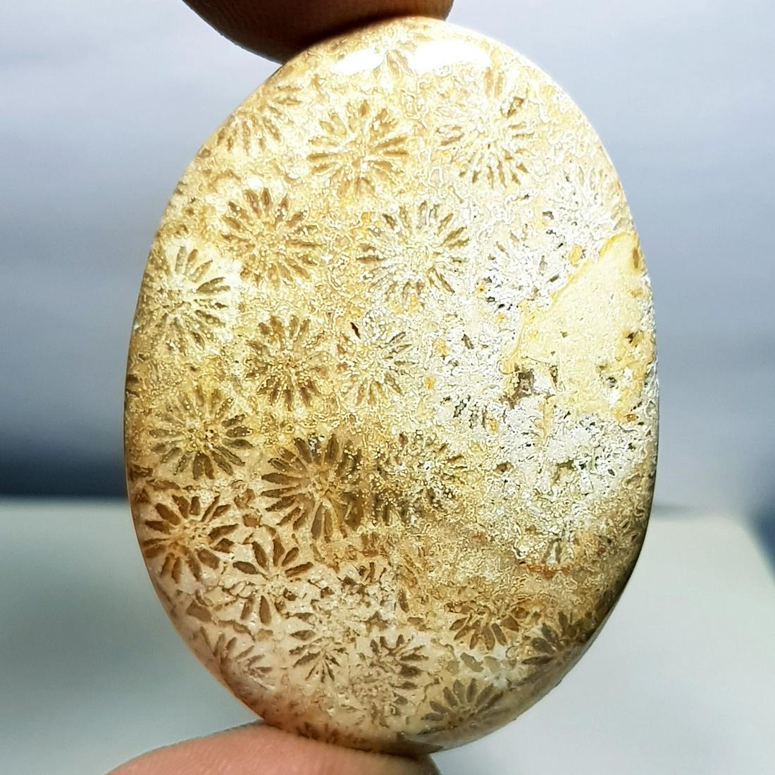 50.90 ct Natural Fossil Coral (1 of 5)