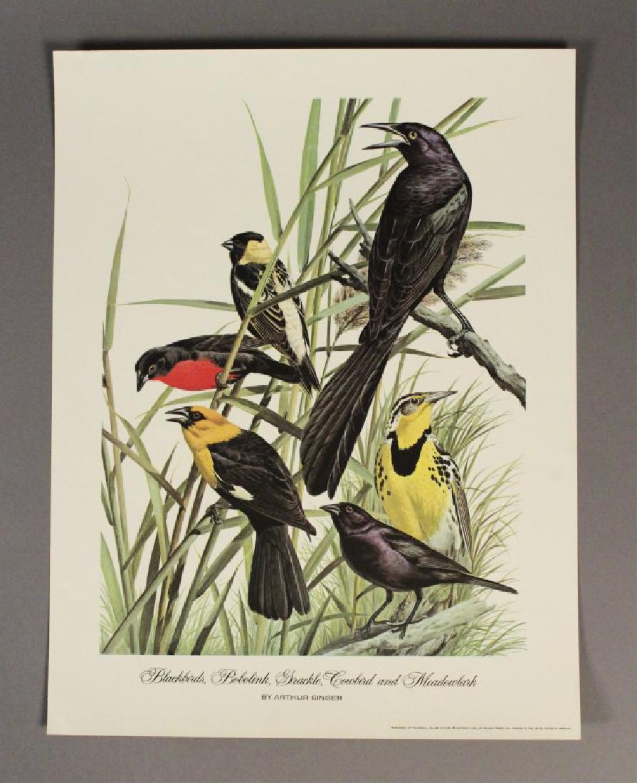 Birds of the World Print by Arthur Singer: Blackbirds, Bobolink, Grackle, Cowbird and Meadowlark. Copyright 1961. Print measures 12" x 16". Please review photos for an accurate description of condition. [JHI 1067]
