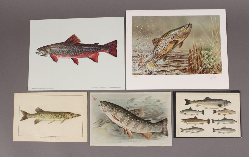 5 Assorted Fishing Prints - Trout - Pickerel: Singed Jon LaBeau fish print. Plate 25 with 7 fish specimens. Brook Trout -Department of the Interior / U. S. Wildlife Service colored print. Brook Trout print on cardboard copyright 1901 by Church & 