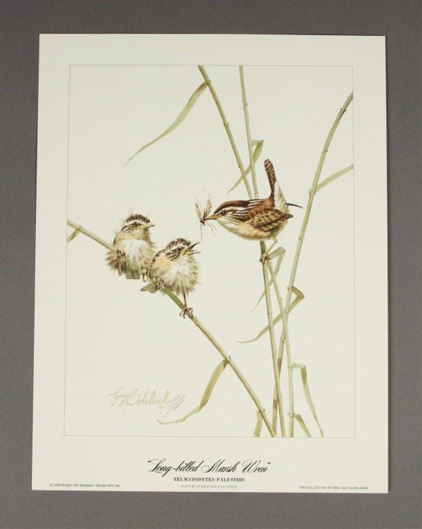 Signed Guy Coheleach "Long - Billed Marsh Wren": Lithograph of an Illustration by Well - Listed Contemporary American Wildlife Artist Guy Coheleach. 1975 Plate #3. Wildlife art. [SMA 649]