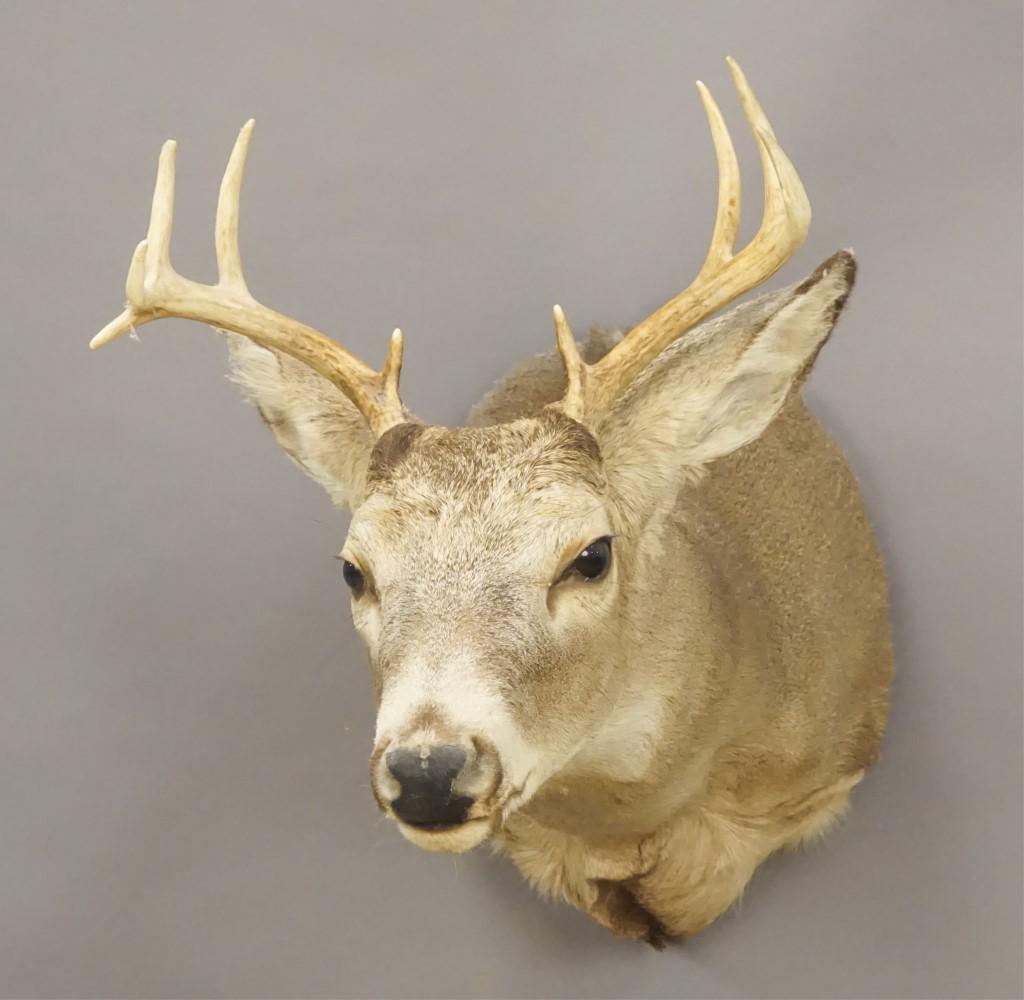 9 Point Whitetail Deer Shoulder Mount: [WOO 111]