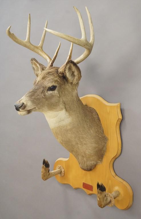 8 Point Whitetail Deer Shoulder Mount w/Gun Rack: [WOO 112]