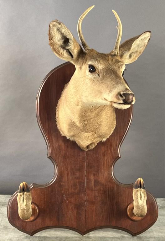 Unique Deer Mount: [TKJ 392]