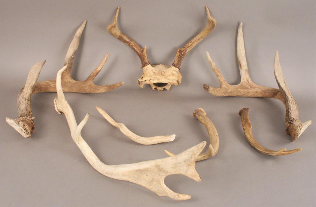 Assortment of Antlers in Various Sizes (1 of 3)
