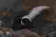 item-79092701=3