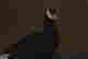 item-79092701=7