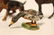 5 pc. Viennese Bronze Animals - 2