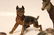 5 pc. Viennese Bronze Animals - 4