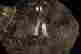 item-131855306=2
