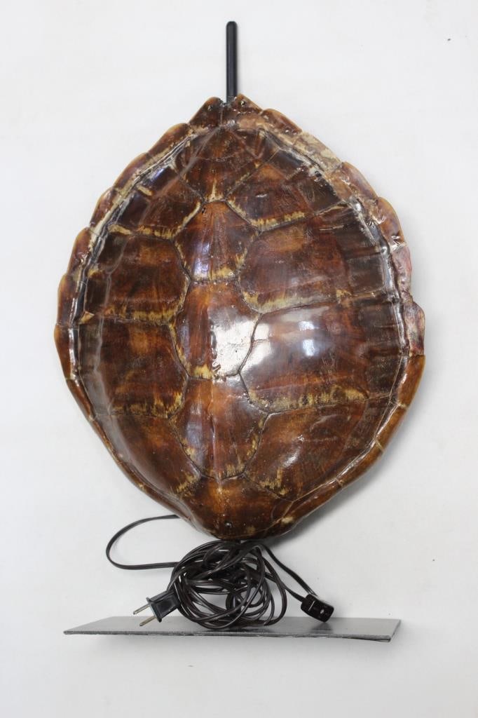 Turtle Shell Table Lamp (1 of 4)