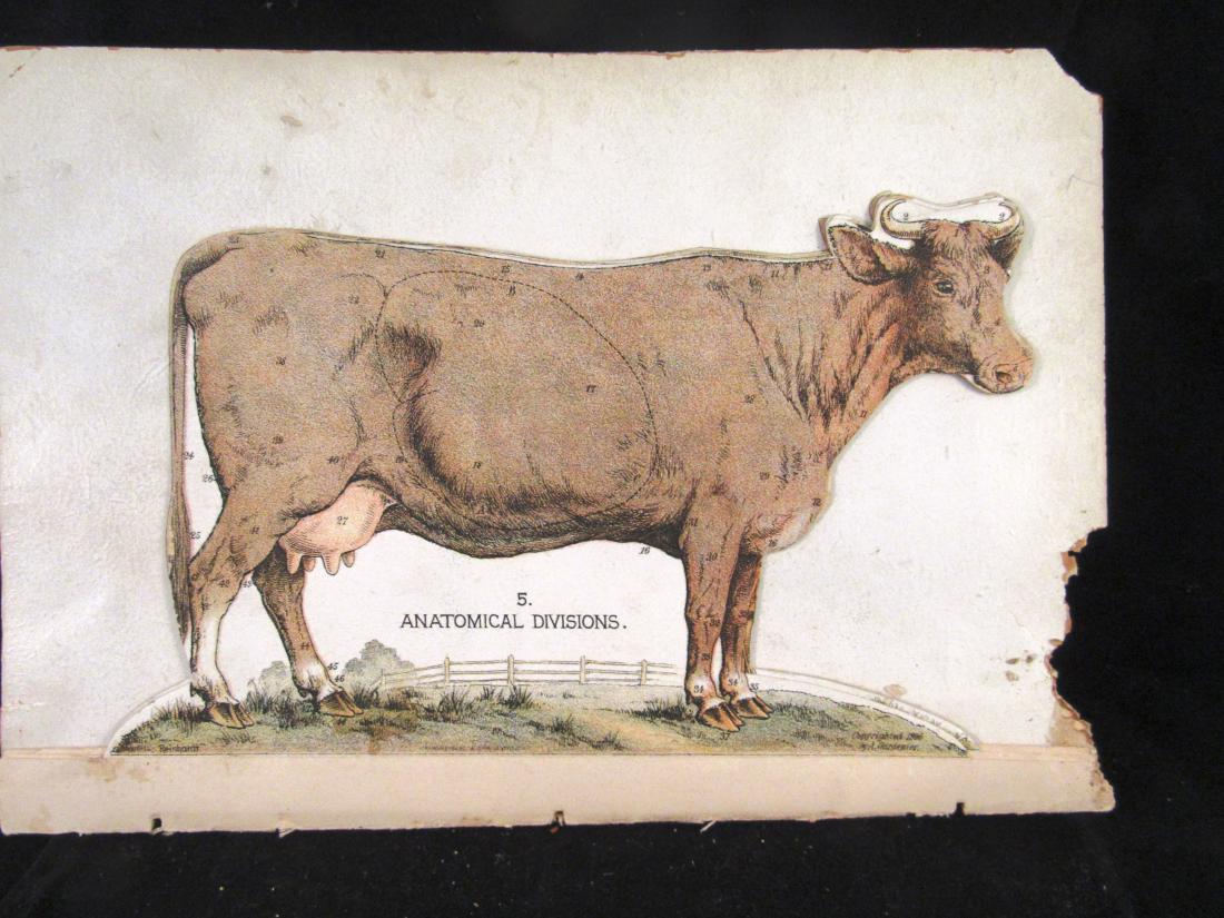 1896 "Manikin of the Cow" A. Gardenier: These are flip book style color illustrations There are 5 images that show different systems of the body. The last one has the internal organs that flip up also, one is loose and needs to be remounted