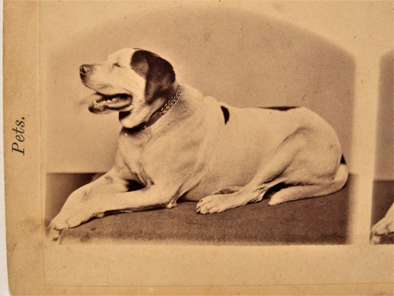 Antique stereoview dog- Jeff Davis: John Soule, Boston publisher