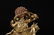 Gilt Bronze buddha Statue - 6