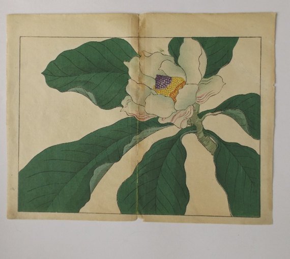 Sakai Hoitsu, Magnolia Blossom, woodblock print 1907: Sakai Hoitsu, "Magnolia Blossom", original woodblock print, authentic printing by Yomada Unsodo, Kyoto, 1907-1908, Meiji Era 40-41. Certifications of Authenticity will be included upon buyers request.