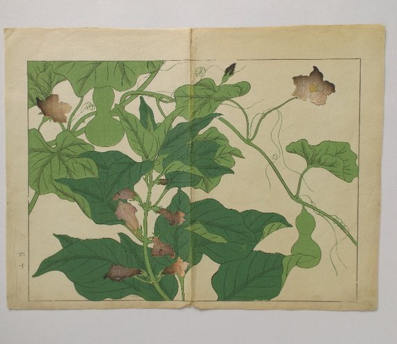 Sakai Hoitsu, Garden Plants, 1st woodblock print 1907: Sakai Hoitsu, "Garden Plants, Climbers and Flowers", original woodblock print from the Shiki no hana, authentic first printing by Yomada Unsodo, Kyoto, 1907-1908, Meiji Era 40-41. Certifications of Au