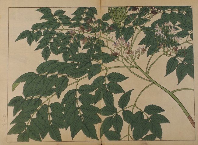 Sakai Hoitsu, Summer plants, 1st woodblock print 1907: Sakai Hoitsu, "Summer plants", original woodblock print from the Shiki no hana, authentic first printing by Yomada Unsodo, Kyoto, 1907-1908, Meiji Era 40-41. Certifications of Authenticity will be inc